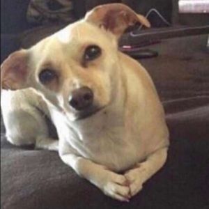 Meet your Posher, Delaina